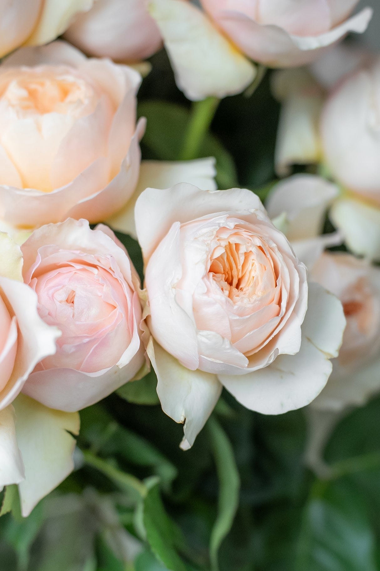 Rose Garden Juliet – Peach