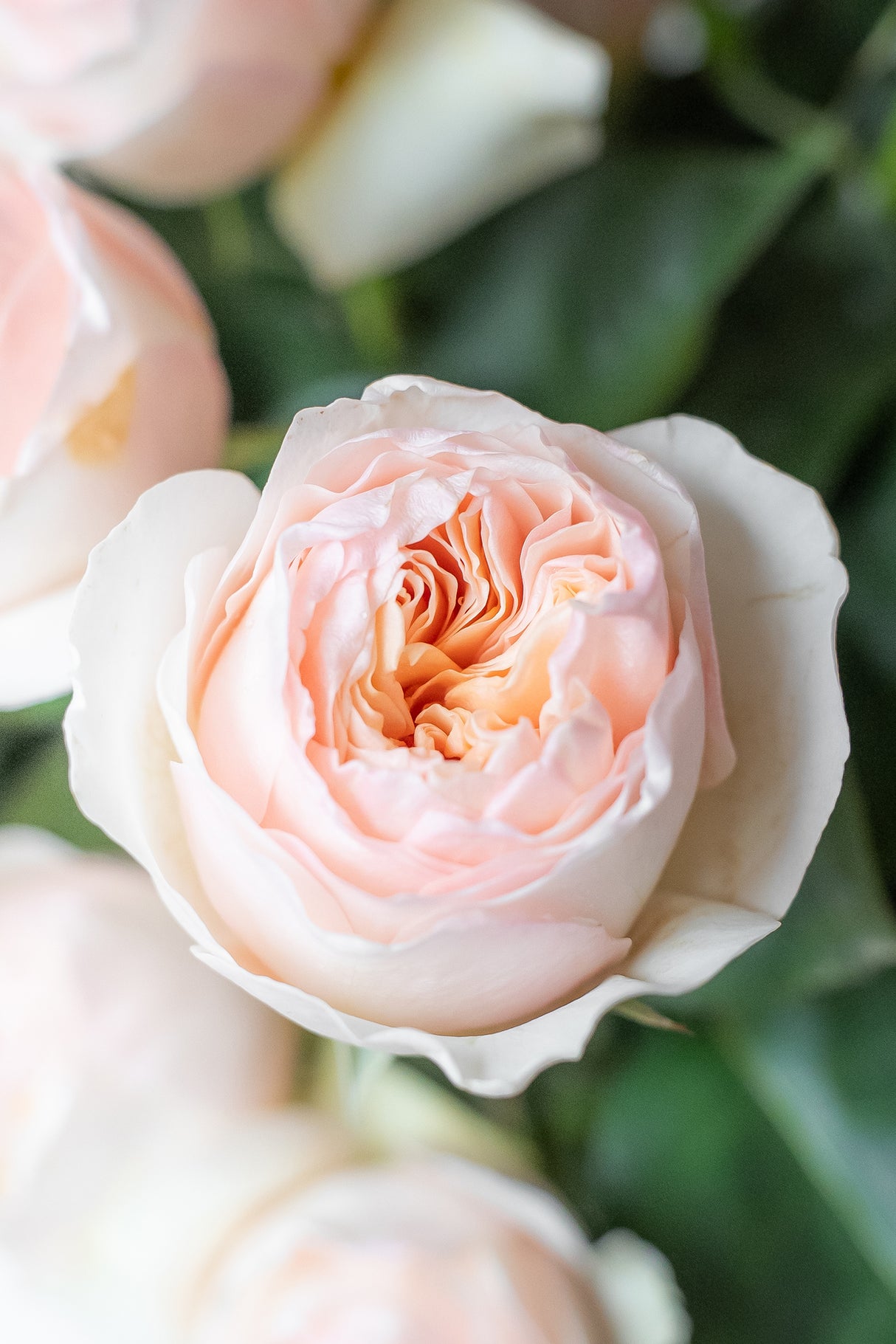 Rose Garden Juliet – Peach