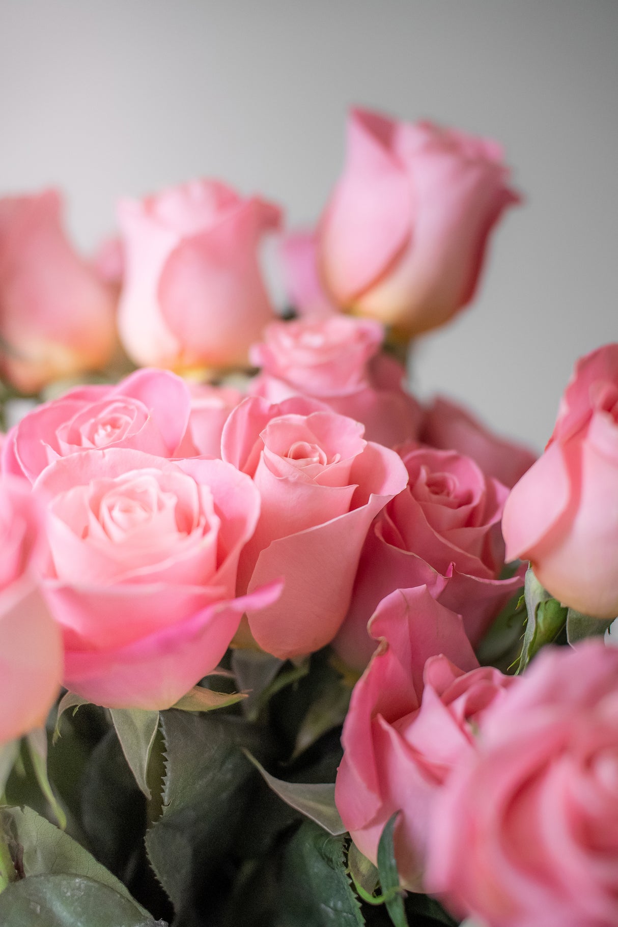 Rose Hermosa – Pink