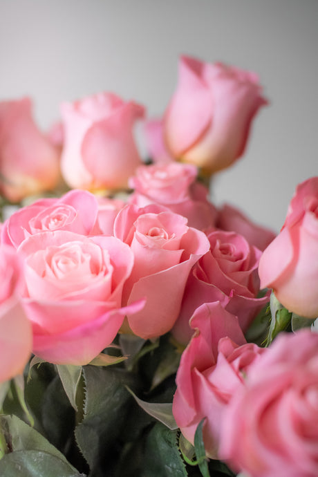 Rose Hermosa – Pink