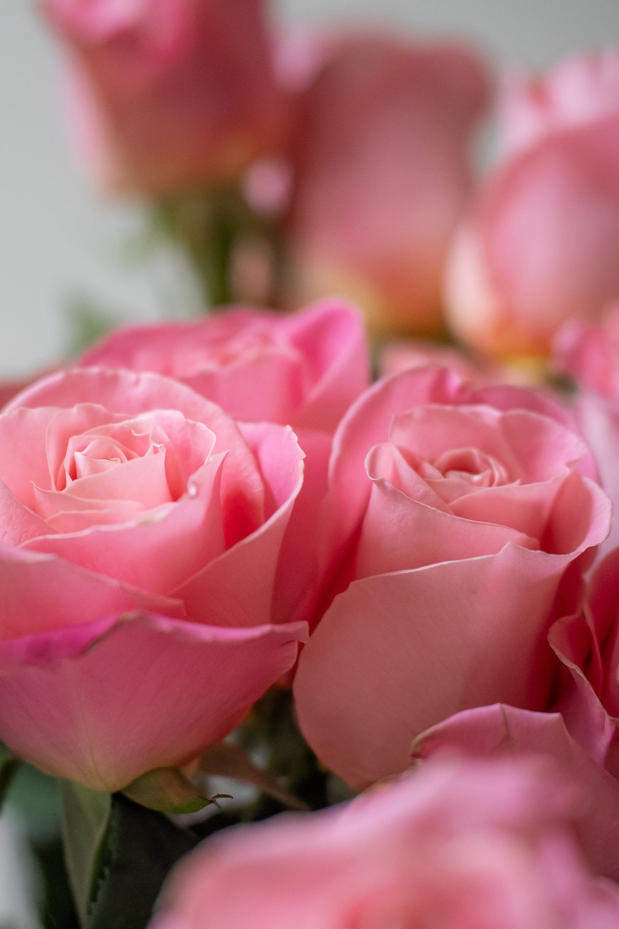 Rose Hermosa – Pink