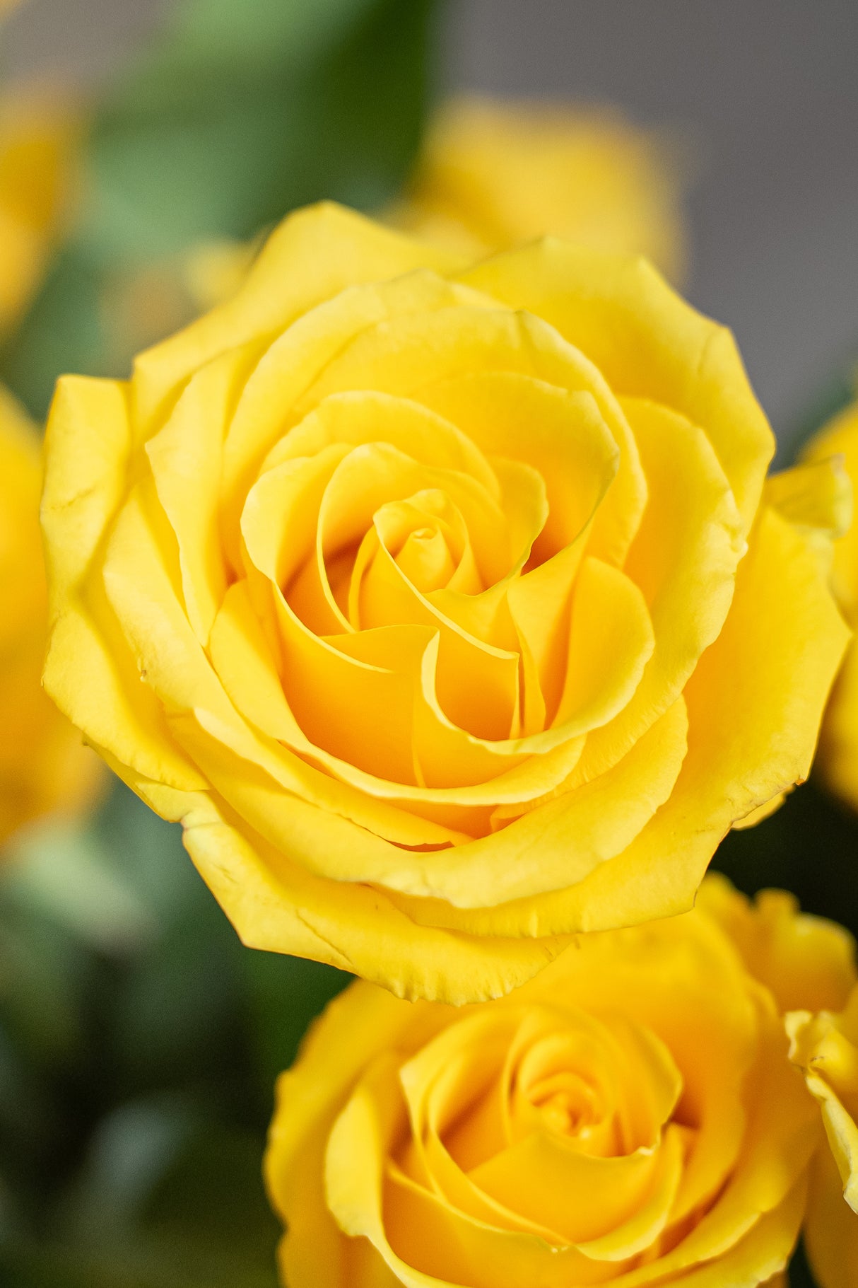 Rose Lighthouse – Yellow