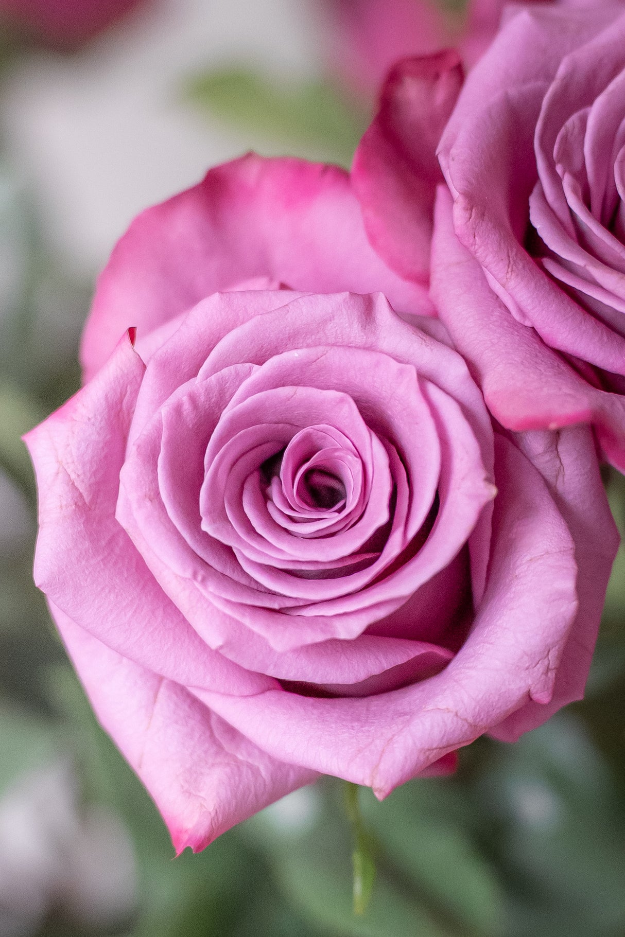 Rose Violet Hill – Mauve