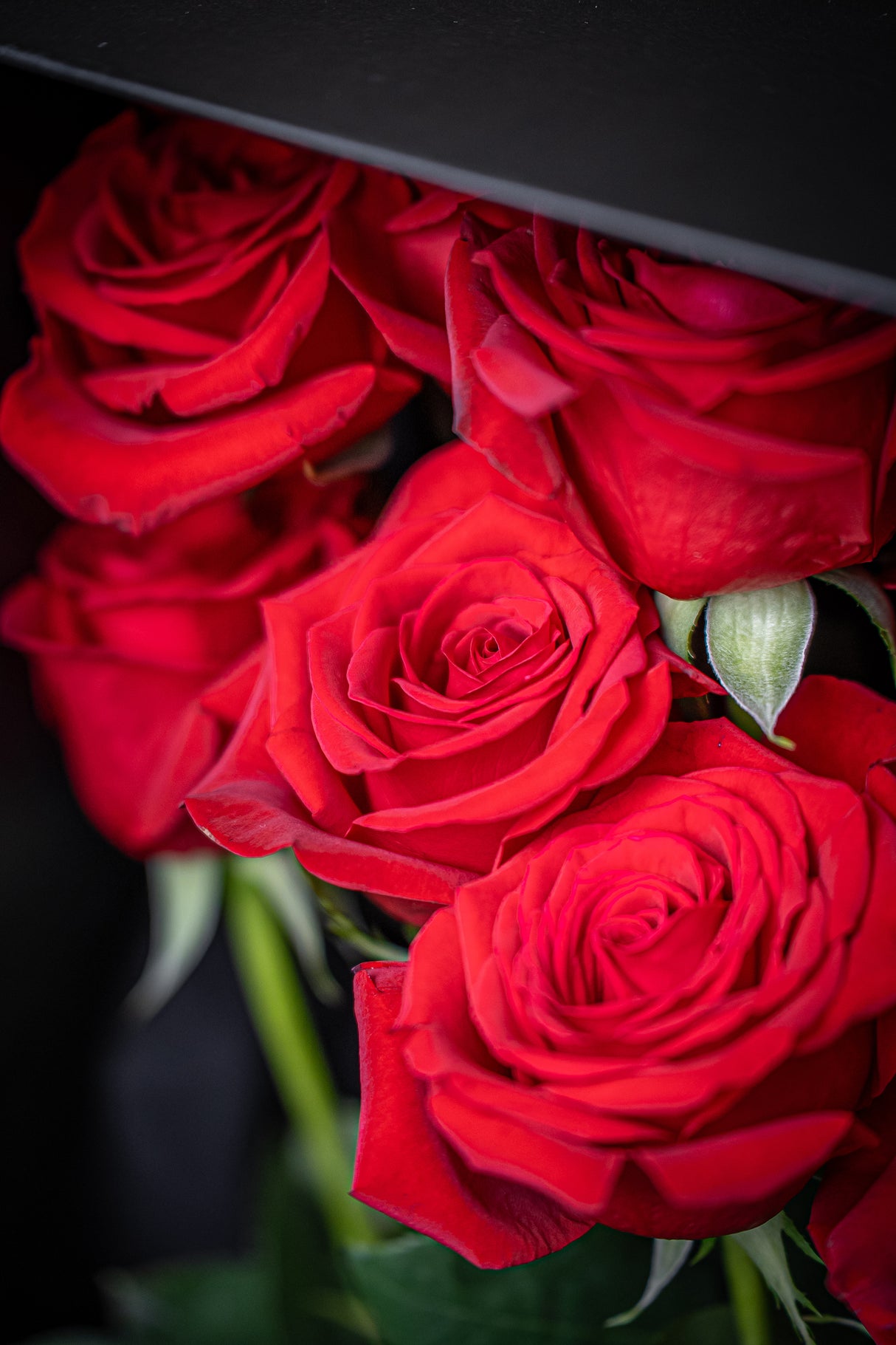 Rosa Prima® Freedom Red Roses — 12 Premium Roses