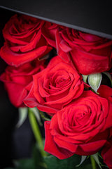 Rosa Prima® Freedom Red Roses — 12 Premium Roses