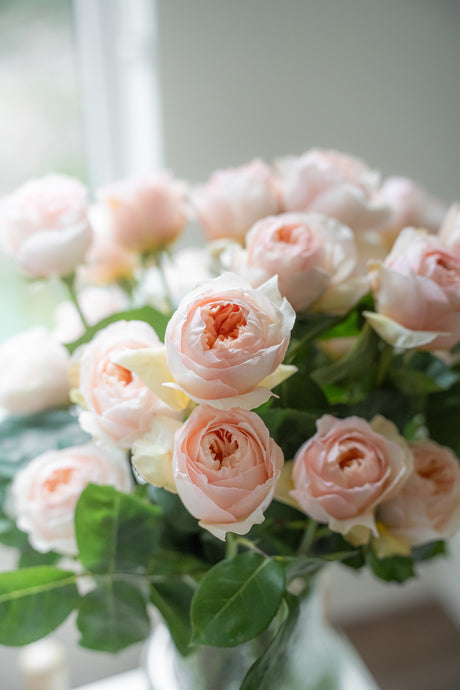Rose Garden Juliet – Peach