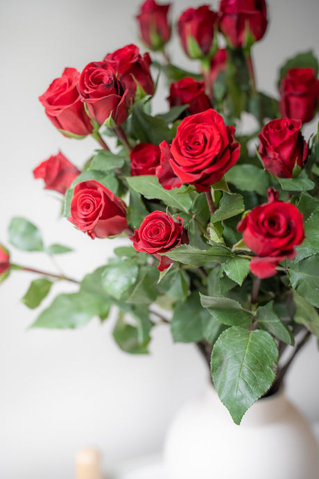 Rose Fortune – Red