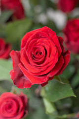 Rose Fortune – Red