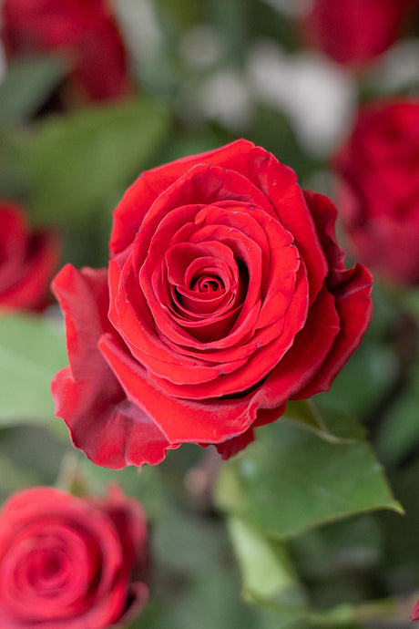 Rose Fortune – Red
