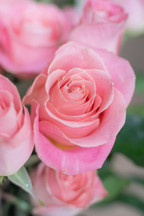 Rose Hermosa – Pink
