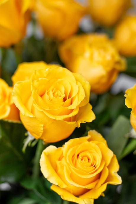 Rose Lighthouse – Yellow