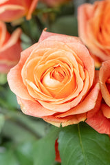 Rose Mango Tango – Orange