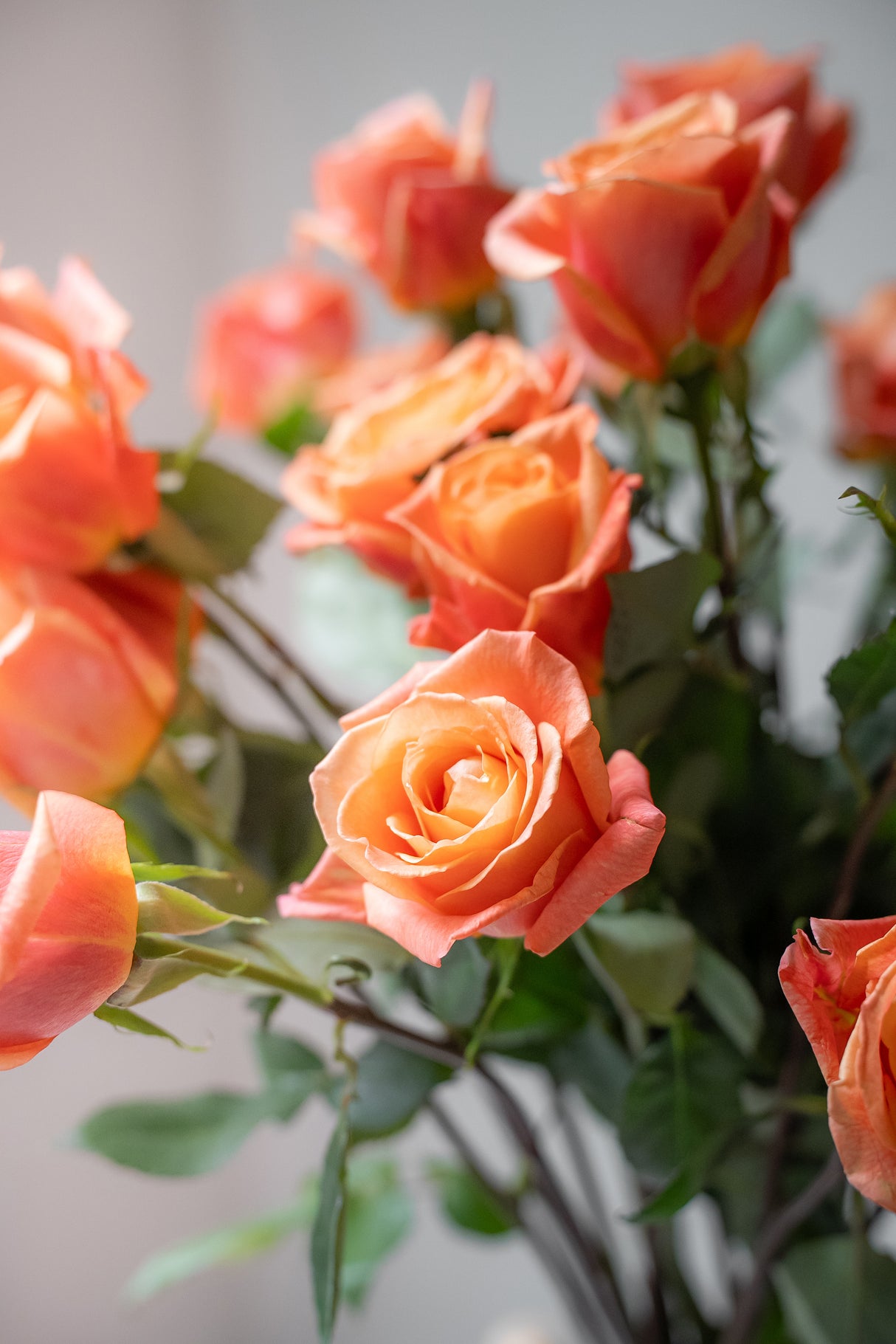 Rose Mango Tango – Orange