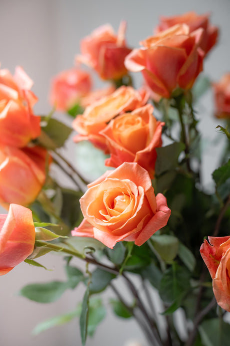 Rose Mango Tango – Orange