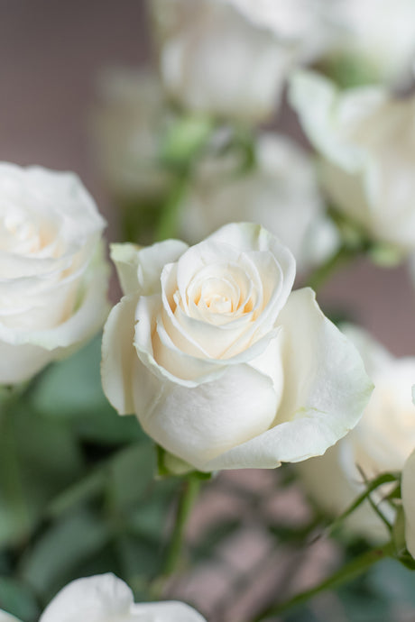 Rose Vendela – Cream