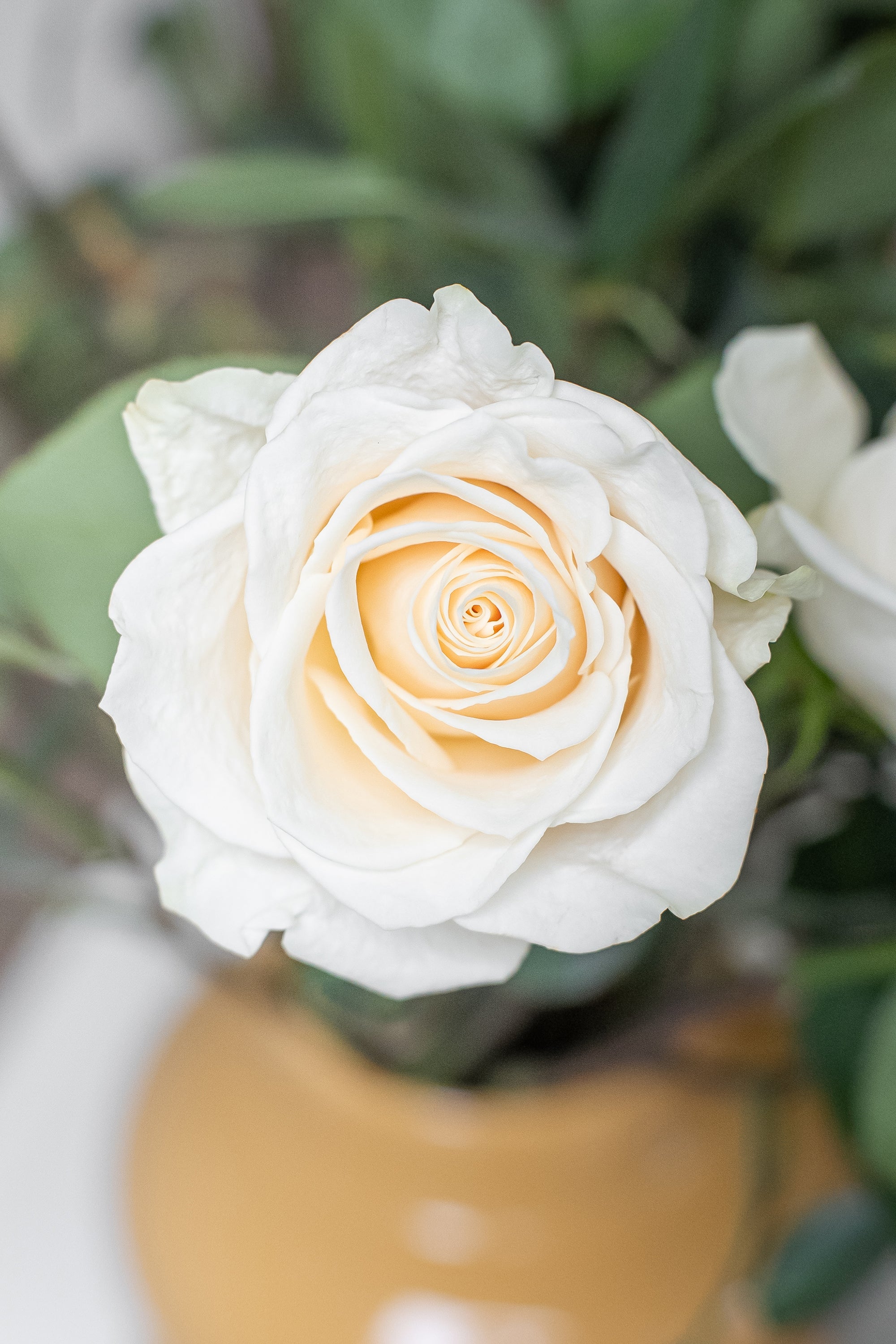 Cream Roses Vancouver | Rose Vendela Bouquet – ROSE OTTO – Rose Otto