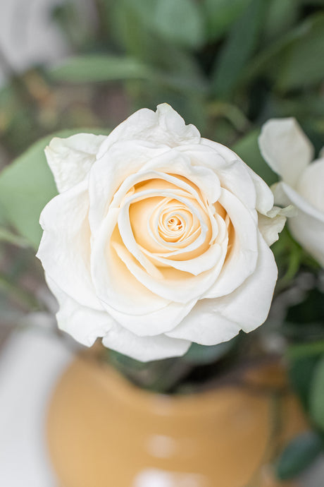 Rose Vendela – Cream